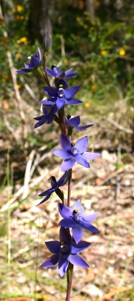 Thelymitra macrophylla Scented Sun Orchid Fernhook Falls Deep River Mount Frankland NP IMG_0444.JPG