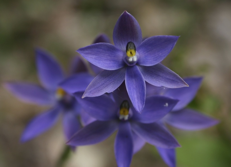 Thelymitra pauciflora Slender Sun Orchid Jim Fox Trail Diamond Tree Via Manjimup IMG_1482.JPG