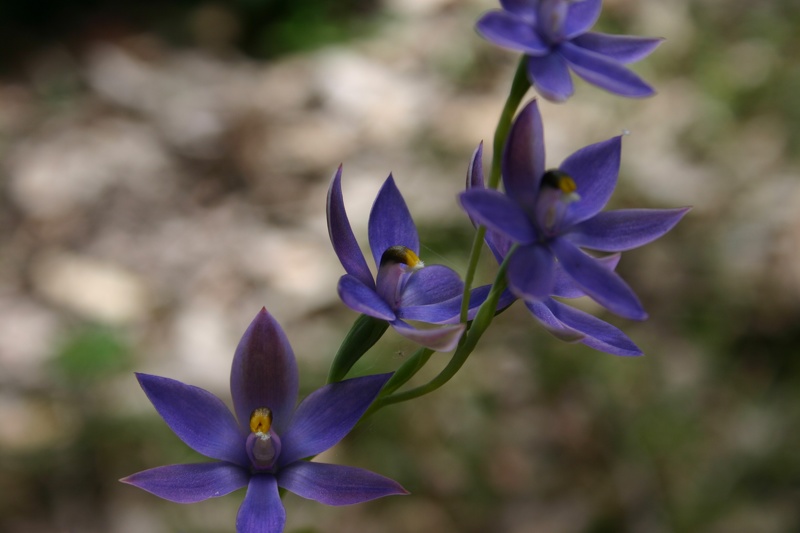 Thelymitra pauciflora Slender Sun Orchid Jim Fox Trail Diamond Tree Via Manjimup IMG_1485.JPG