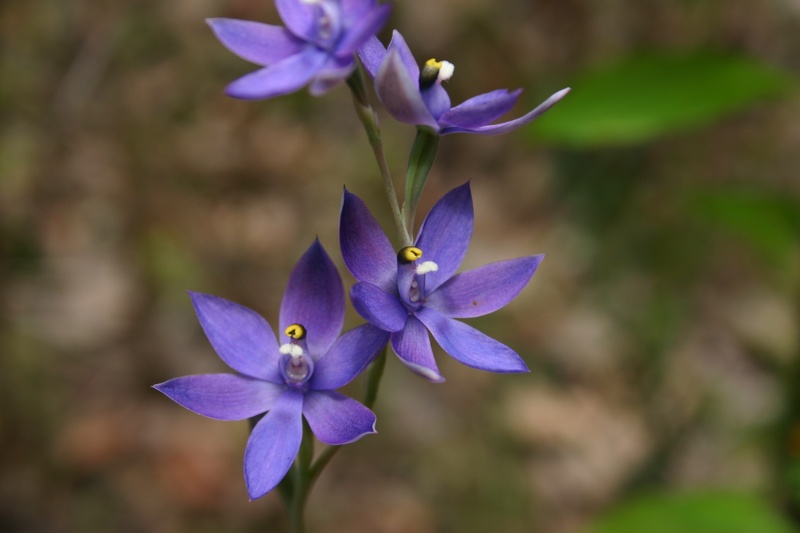 Thelymitra pauciflora Slender Sun Orchid Jim Fox Trail Diamond Tree Via Manjimup IMG_1510.JPG