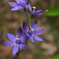 Thelymitra pauciflora Slender Sun Orchid Jim Fox Trail Diamond Tree Via Manjimup IMG_1510.JPG