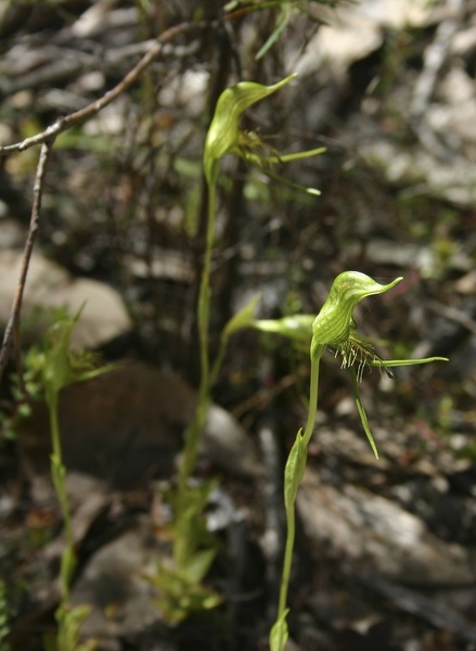 Pterostylis aff. turfosa Late Bird Orchid Beardmore Road Mount Frankland NP IMG_0376.JPG