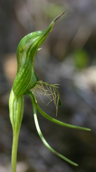 Pterostylis aff. turfosa Late Bird Orchid Deep River Fernhook Falls Mount Frankland NP IMG_0347.JPG