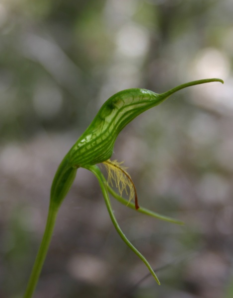 Pterostylis aff. turfosa Late Bird Orchid Fernhook Falls Mount Frankland NP IMG_0304.JPG