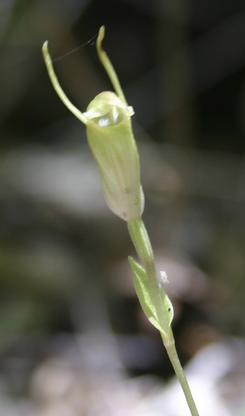 Pterostylis aff. nana Karri Snail Orchid Karri Ridge Trail Warren NP Pemberton IMG_1137.JPG