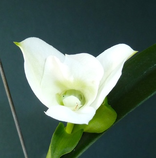 Den White Pansy x (Den Burana Stripe x Den White Pansy)