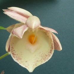 Catasetum (Ctsm.)