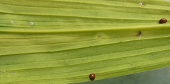 Two types of Scale on the same leaf.
