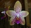 Orchid World