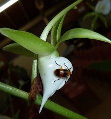 Dendrobium Beetle