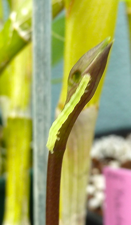 Green Caterpillar eating a Spathoglottis bud.