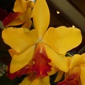 Ctt. Kauai Starbright x (Ctt. Bloodshot x C. Canary)