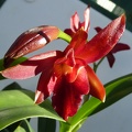 Ctt. Duckitt Ruby