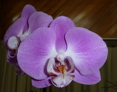 Dtps. Chin-Hsing Cherry x Phal. Ida Fukumura