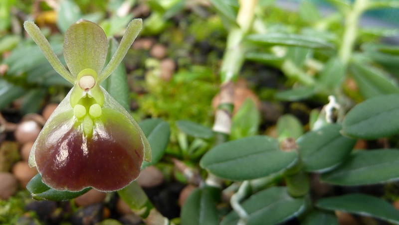 peperomia