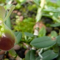 peperomia