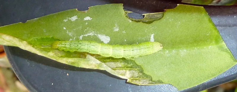 Green Caterpillar eating a Cyrtorchis arcuata leaf.