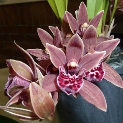 Cymbidium (Cym.)