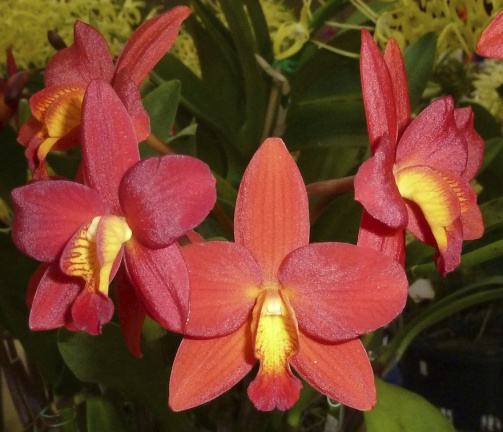 C. Precious Jewel x Ctt. Rojo