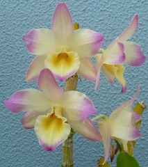 Beautiful Egg "Pearl Queen" x (Adele Fortesce x Oriental Paradise)