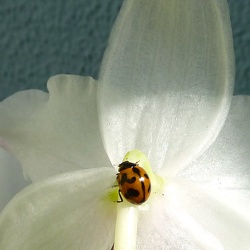 Coccinella (Ladybird Beetle)