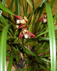 tenuifolia