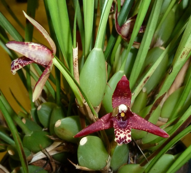 tenuifolia