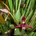 tenuifolia