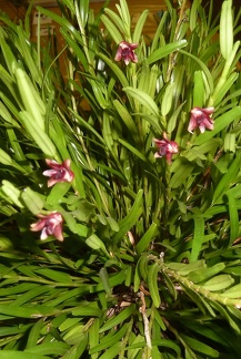 erectifolium