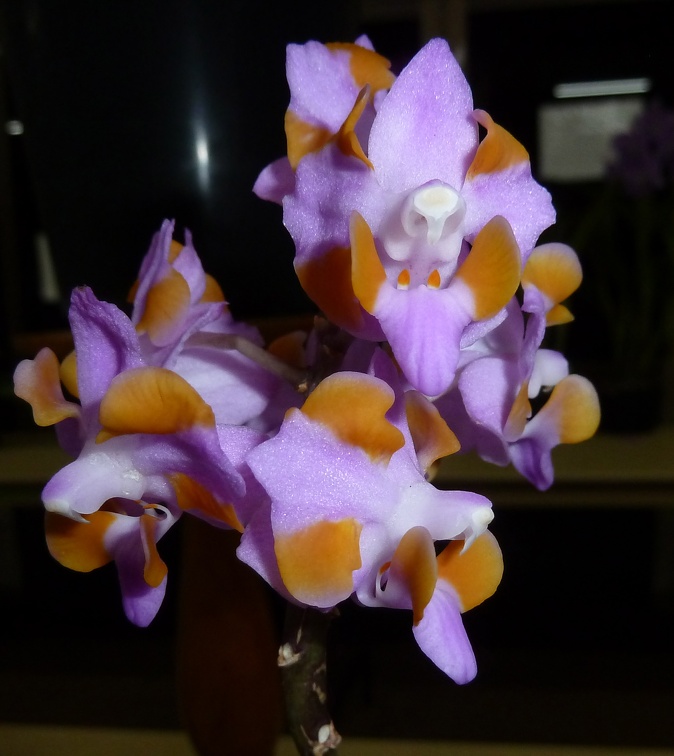 Phal. pulcherina x Ascda. Lek