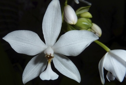 plicata var. alba