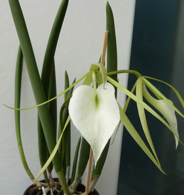 nodosa var. grandiflora