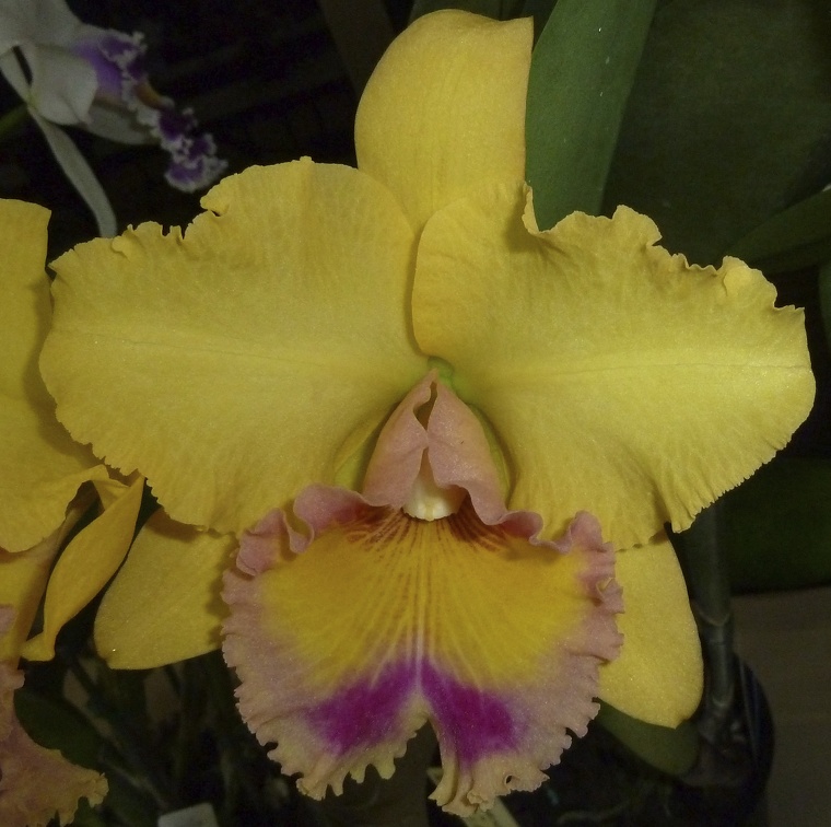 Rlc. Serene Sunset x Rlc. Dal's Horizon