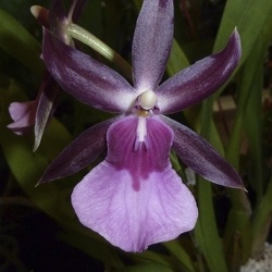 Milt. spectabilis x Mds. schroederiana