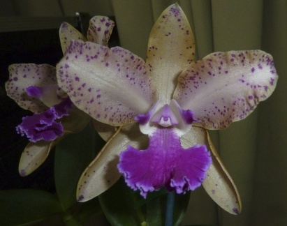 C. amethystoglossa x Rlc. Redland Mustard