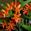 aurantiaca "Mishima Spot"