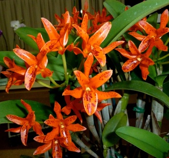 aurantiaca "Mishima Spot"