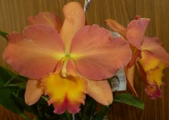 Rth. Dal's Delight "Burbank" x C. Royal Beau "Orange"