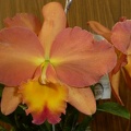 Rth. Dal's Delight "Burbank" x C. Royal Beau "Orange"