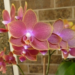 Dtps. Tying Shin Doll x Phal. Tying Shin Golden City