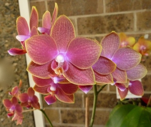 Dtps. Tying Shin Doll x Phal. Tying Shin Golden City