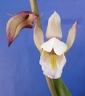 spectabilis "white" form