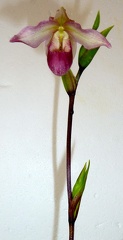 Phrag. sedenii - 2nd Flower opened first.