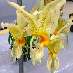 Stanhopea (Stan.)