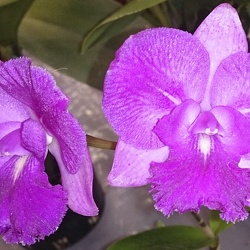 Ctna. Capri x C. Caudebec