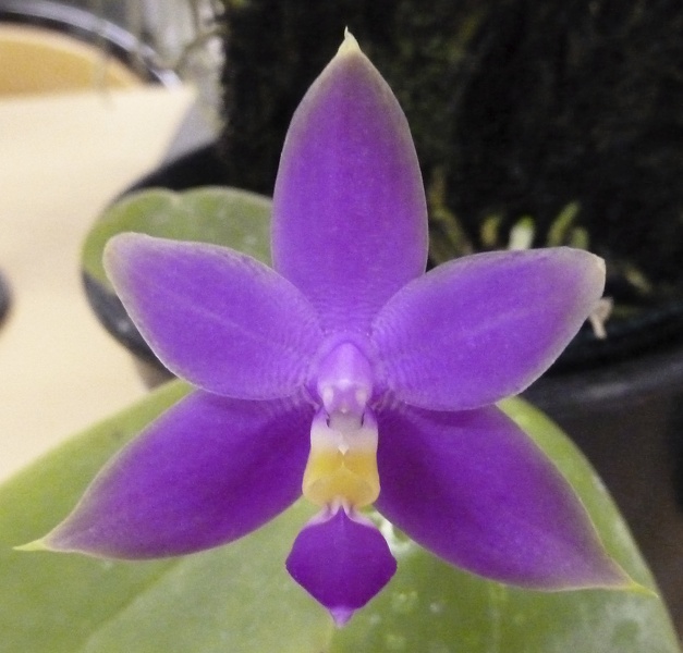 violacea