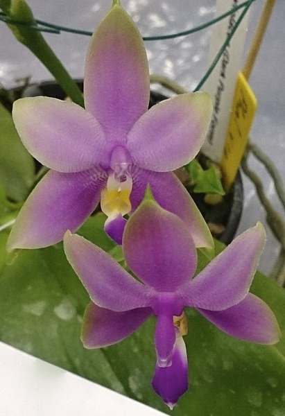 violacea