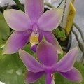 violacea