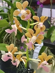 Are. houlletiana x V. liouvillei "Alba"