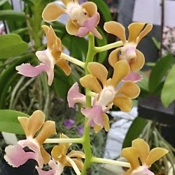 Aer. houlletiana x V. liouvillei